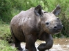baby-black-rhino